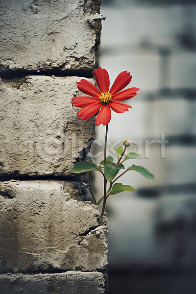 사람없음 JPG 디지털합성 편집이미지 개화 꽃 빨간색 시멘트 시멘트벽 회색