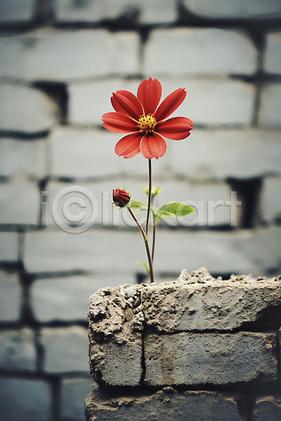사람없음 JPG 디지털합성 편집이미지 개화 꽃 담장 빨간색 시멘트 시멘트벽 회색