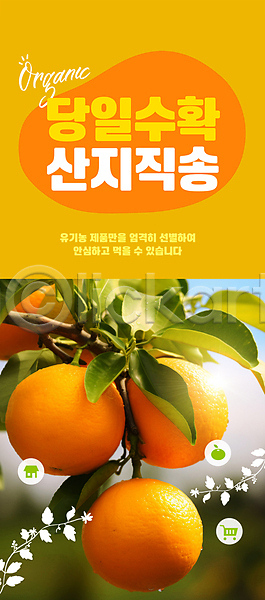 신선 사람없음 PSD 편집이미지 농장 산지직송 수확 오렌지 자연 주황색 직거래 햇빛