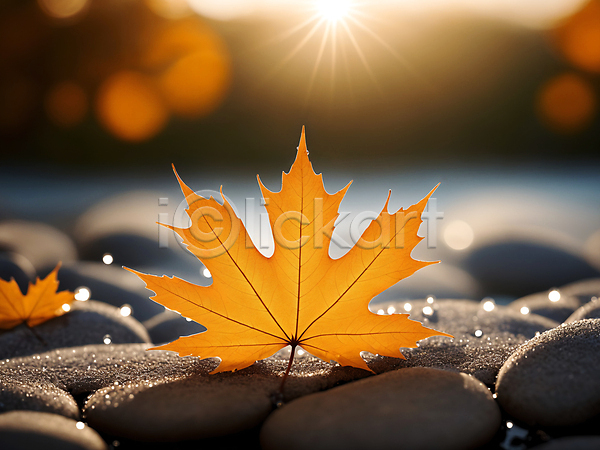 사람없음 JPG 디지털합성 편집이미지 가을(계절) 나뭇잎 낙엽 단풍 물방울 이슬 자연 조약돌 편집소스 햇빛