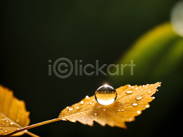 사람없음 JPG 디지털합성 편집이미지 가을(계절) 나뭇잎 낙엽 단풍 물방울 이슬 자연 편집소스