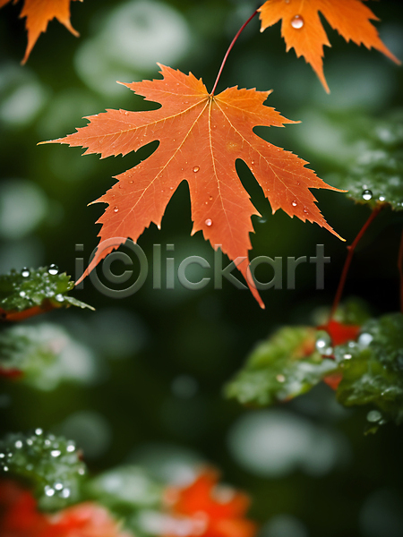 사람없음 JPG 디지털합성 편집이미지 가을(계절) 나뭇잎 낙엽 단풍 물방울 이슬 자연 편집소스
