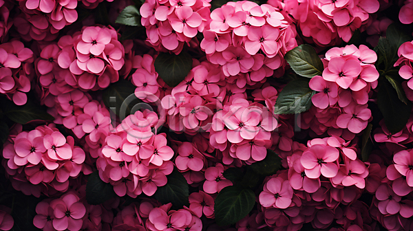 감성 사람없음 JPG 편집이미지 꽃 백그라운드 분홍색 잎 자연