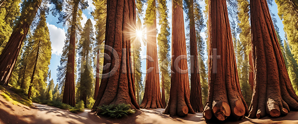 사람없음 JPG 디지털합성 편집이미지 나무 메타세콰이어 메타세콰이어길 숲 숲길 자연 풍경(경치) 햇빛