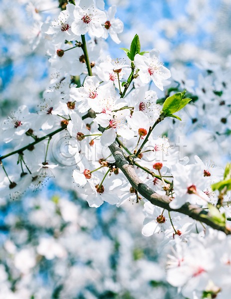 화려 사람없음 JPG 포토 해외이미지 나무 백그라운드 벚꽃 자연 풍경(경치) 하늘 해외202310 흰색