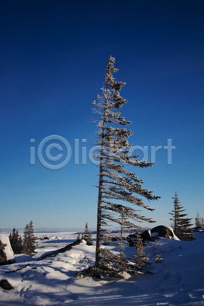 추위 사람없음 JPG 포토 해외이미지 가문비나무 겨울 나무 나뭇가지 북극 북쪽 서기 손상 식물 야외 얼굴 여행 자연 캐나다 해외202310 흰색