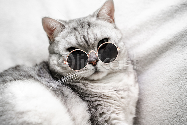 귀여움 사람없음 JPG 포토 해외이미지 고양이 반려묘 선글라스 스코티쉬스트레이트 한마리 회색
