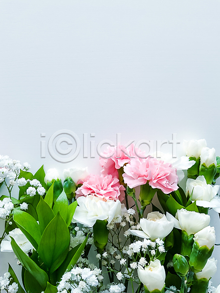사람없음 JPG 포토 해외이미지 꽃 봄 잎 카피스페이스 해외202310 흰배경