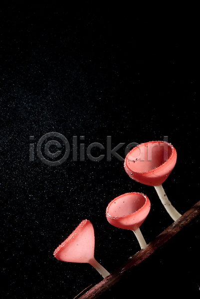 사람없음 JPG 포토 해외이미지 나무 버섯 분홍색 빗방울 숲 야간 어둠 해외202310