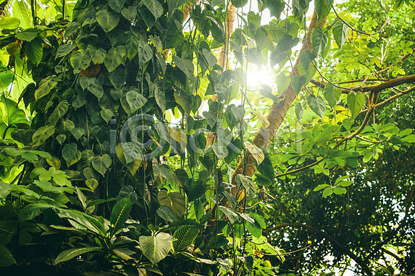 성장 사람없음 JPG 포토 해외이미지 공원 나무 남쪽 내추럴 멀리 목재 미국 백그라운드 브라질 생태계 생태학 숲 식물 아마존 아시아 아열대 야외 여름(계절) 여행 열대우림 이국적 잎 자연 전국 초록색 태양 풍경(경치) 해외202004 햇빛 환경 황무지