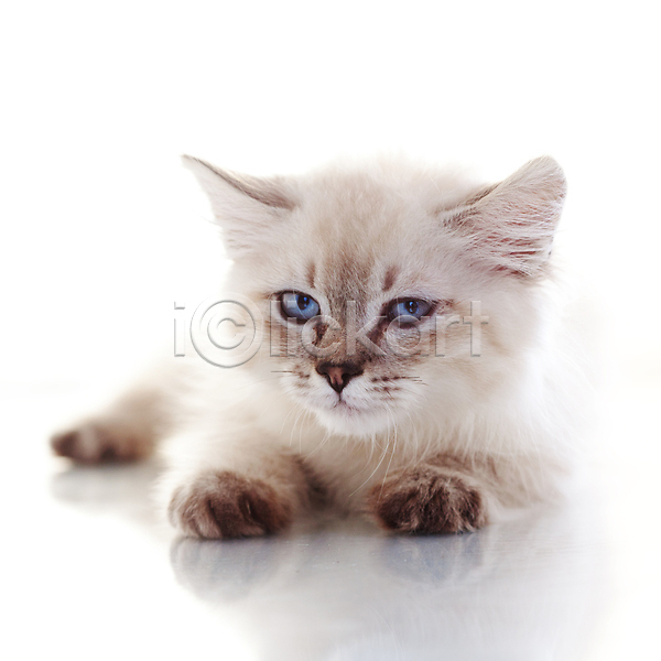 귀여움 사람없음 JPG 포토 해외이미지 고양이 네바마스커레이드 반려동물 한마리 해외202004