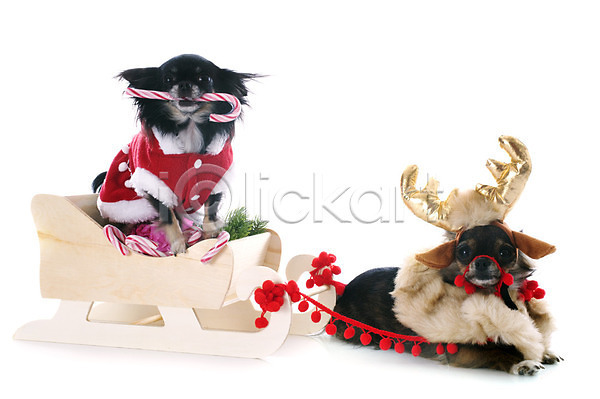 유머 사람없음 JPG 포토 해외이미지 12월 강아지 개 계절 동물 두마리 반려동물 빨간색 선물 썰매 이벤트의상 장식 치와와 컨셉 크리스마스 해외202004