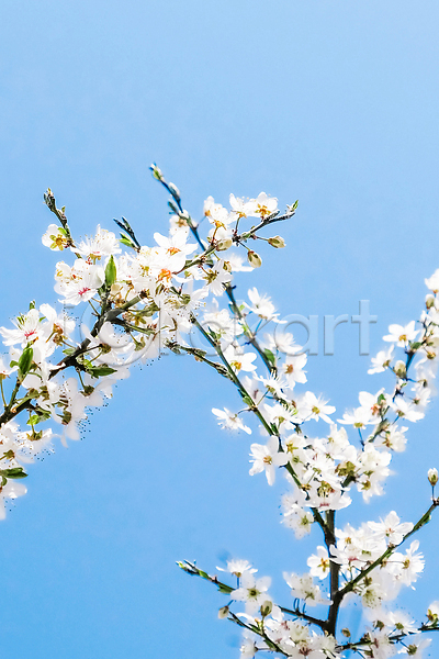 화려 사람없음 JPG 포토 해외이미지 나무 백그라운드 벚꽃 자연 풍경(경치) 하늘 하늘색 해외202310