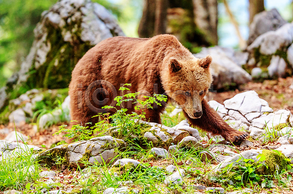 사람없음 JPG 포토 해외이미지 곰 돌(바위) 숲 야생동물 야외 자연 한마리 해외202310