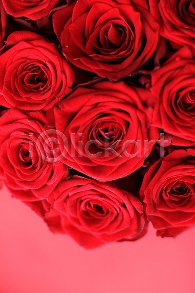 로맨틱 사람없음 JPG 근접촬영 포토 해외이미지 꽃다발 빨간색 장미 해외202310
