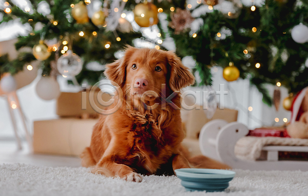 추위 사람없음 JPG 포토 해외이미지 강아지 겨울 그릇 리트리버 선물상자 장식 카펫 크리스마스 해외202310