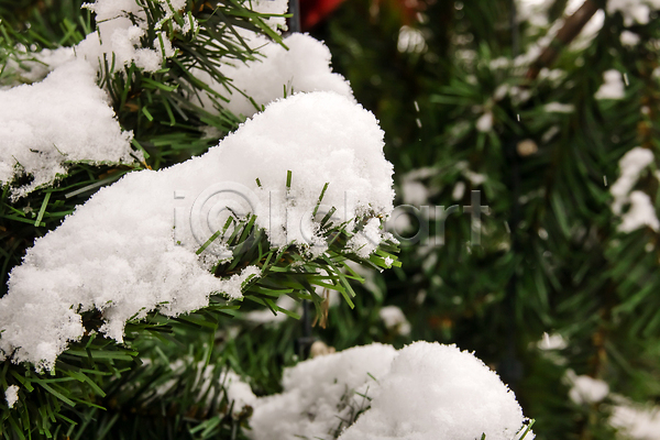 분위기 사람없음 JPG 포토 해외이미지 겨울 나뭇가지 눈(날씨) 쌓기 잎 전나무