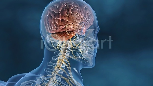 사람모양 사람없음 3D JPG 포토 해외이미지 뇌 뼈 생명과학 생물학 신경기관 연결 해외202310