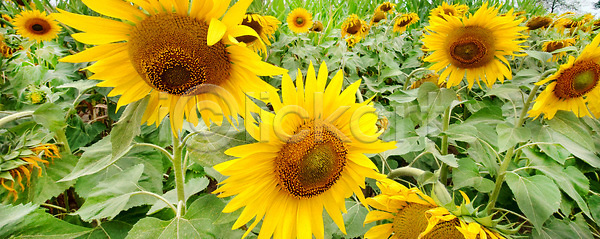 성장 사람없음 JPG 포토 해외이미지 개화 계절 꽃 꽃무늬 꽃잎 날씨 내추럴 노란색 농업 농장 밭 백그라운드 봄 뷰티 수확 시골 식물 야외 어둠 여름 유기농 잎 자연 작음 전경 정원 초록색 컬러풀 큼 풍경 하늘 해바라기 해외202310 해외포토 환경 황금