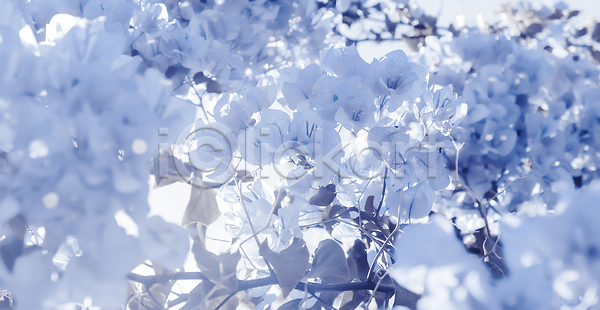 사람없음 JPG 포토 해외이미지 꽃 나뭇가지 나뭇잎 백그라운드 파란색 해외202310