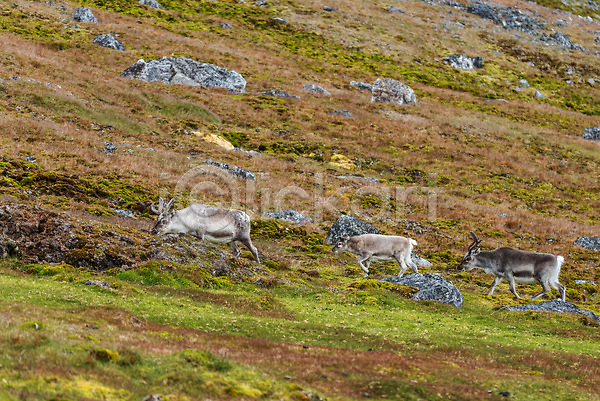 사람없음 JPG 포토 해외이미지 겨울 그린란드 내추럴 노르웨이 동물 백그라운드 북극 북쪽 뿔 사슴 순록 스칸디나비아 알래스카 야생동물 야외 여행 자연 파란색 포유류 핀란드 해외202310 흰색