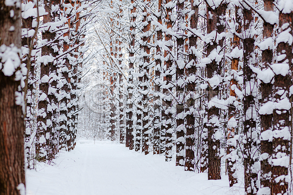 사람없음 JPG 포토 해외이미지 가로수 겨울 길 나무 눈(날씨) 숲 야외 자연 풍경(경치) 해외202310