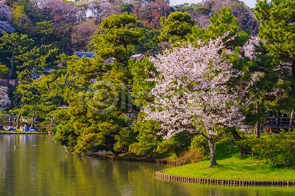 군중 JPG 포토 해외이미지 벚꽃 벚나무 봄 요코하마 풀숲 풍경(경치) 해외202310 호수