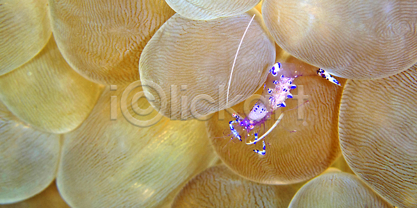 환경보전 사람없음 JPG 포토 해외이미지 갑각류 깊이 다양 다이빙 동물 동물상 바다 바닷속 산호 산호초 새우 생물학 생태계 생태학 수중 아네모네 암초 야생동물 야외 인도네시아 자연 잠수함 컬러풀 해외202310 해외포토 환경