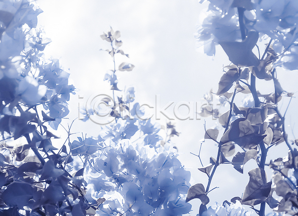 사람없음 JPG 포토 해외이미지 꽃 나뭇가지 나뭇잎 백그라운드 카피스페이스 파란색 해외202310