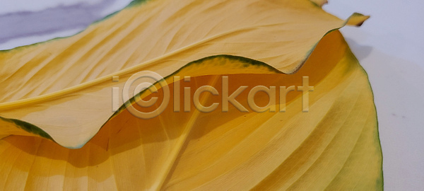 사랑 평화 사람없음 JPG 포토 해외이미지 광학 꽃무늬 노란색 묘사 백그라운드 뷰티 브라질 브라질사람 생태학 숲 시골 식물 아로마 엘리먼트 잎 자연 진동 질감 컬러 해외202310 해외포토