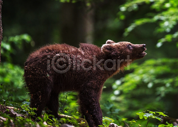 사람없음 JPG 포토 해외이미지 곰 숲 야생동물 야외 자연 한마리 해외202310
