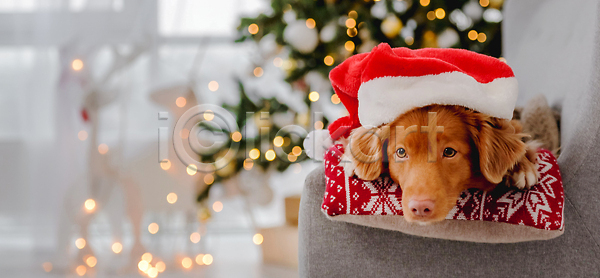 추위 사람없음 JPG 포토 해외이미지 강아지 겨울 리트리버 산타모자 의자 장식 쿠션 크리스마스 해외202310
