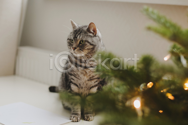 분위기 사람없음 JPG 소프트포커스 포토 해외이미지 겨울 고양이 반려묘 앉기 응시 잎 크리스마스 크리스마스트리 한마리