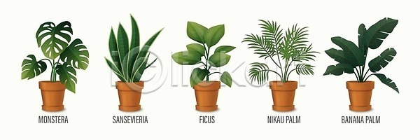 EPS 일러스트 해외이미지 고립 그리너리 꽃 꽃병 나무 내부 냄비 디자인 바나나 방 벡터 세트 손바닥 수집 식물 실내 심기 오브젝트 온실 잎 자연 장식 정원 주택 초록색 취미 컨셉 플랫 해외202310 해외일러스트 현실 화분 화초