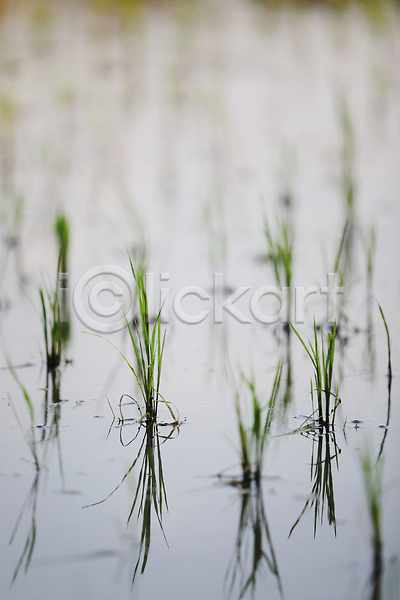 성장 사람없음 JPG 포토 해외이미지 논밭 모내기 새싹 쌀