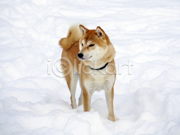 추위 사람없음 JPG 포토 해외이미지 강아지 겨울 목줄 설원 시바견 야외 해외202310