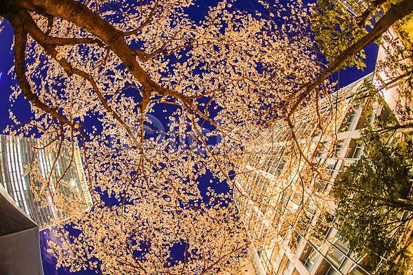 사람없음 JPG 로우앵글 포토 해외이미지 도쿄 밤하늘 벚꽃 벚나무 봄 빌딩 풍경(경치) 해외202310