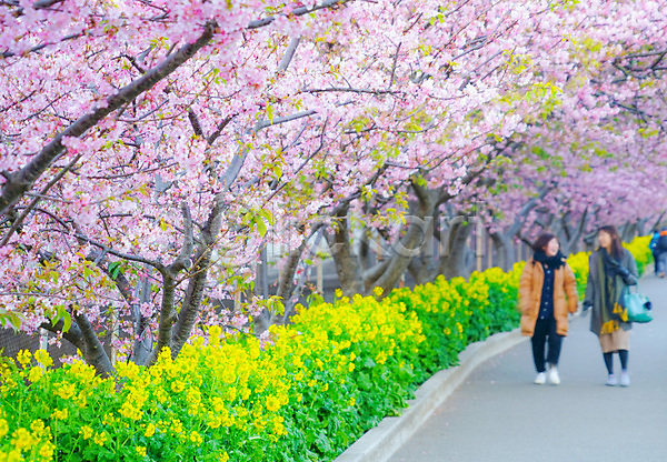 군중 JPG 포토 해외이미지 길 벚꽃 벚나무 봄 카나가와 풀숲 풍경(경치) 해외202310