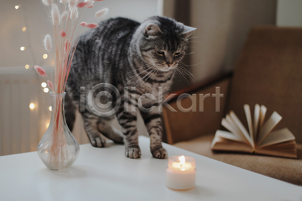 분위기 사람없음 JPG 포토 해외이미지 겨울 고양이 라그라스 반려묘 불 유리병 응시 의자 책 초 탁자 한마리 향초