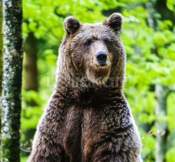 사람없음 JPG 포토 해외이미지 곰 나무 숲 야생동물 야외 자연 한마리 해외202310