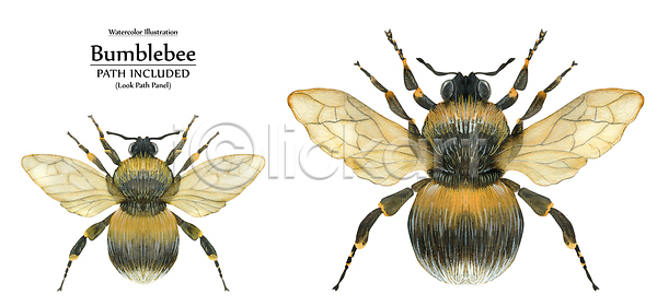 사람없음 JPG 일러스트 포토 해외이미지 계절 고립 곤충 그림 나방 날개 낭만 동물 미술 벌 뷰티 삼림지대 생물학 솜털 수집 수채화 숲 심볼 야생동물 여름 엽서 이국적 자연 장식 죽음 컬러풀 해외202310 해외포토 현실 흰색