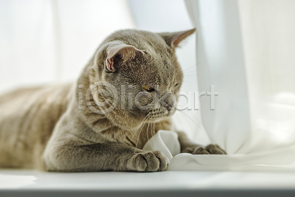 귀여움 사람없음 JPG 포토 해외이미지 고양이 엎드리기 천(직물) 커튼 해외202310 회색