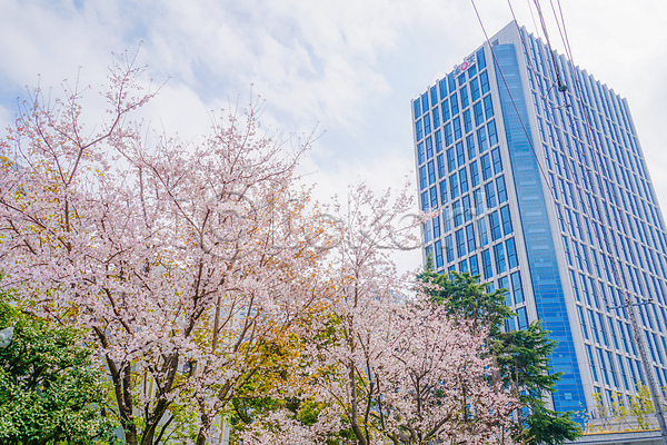 사람없음 JPG 포토 해외이미지 구름(자연) 도쿄 벚꽃 벚나무 봄 빌딩 전선 풍경(경치) 하늘 해외202310