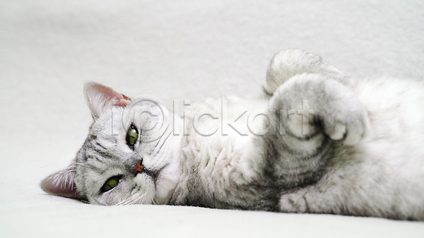귀여움 사람없음 JPG 근접촬영 포토 해외이미지 고양이 눕기 반려묘 스코티쉬스트레이트 한마리 회색