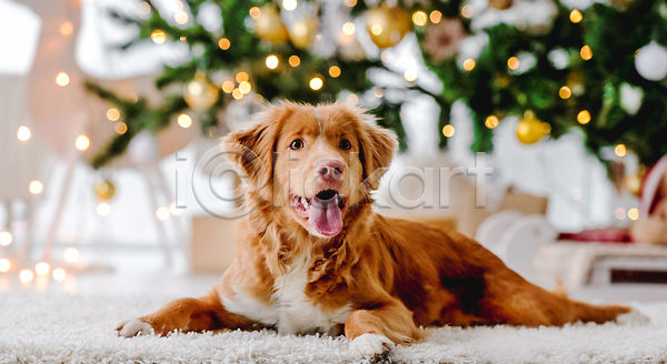 추위 사람없음 JPG 포토 해외이미지 강아지 겨울 리트리버 선물상자 장식 카펫 크리스마스 해외202310