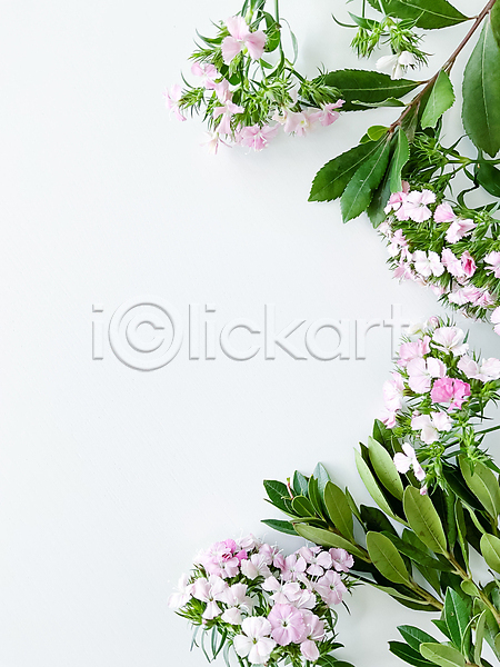 사람없음 JPG 포토 해외이미지 꽃 봄 잎 카피스페이스 테두리 해외202310 흰배경