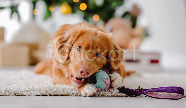 추위 사람없음 JPG 포토 해외이미지 강아지 겨울 리트리버 선물상자 장난감 카펫 크리스마스 해외202310