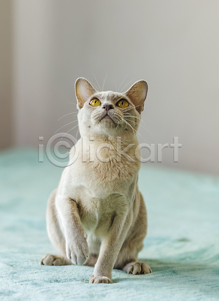귀여움 사람없음 JPG 포토 해외이미지 고양이 앉기 천(직물) 파란색 해외202310