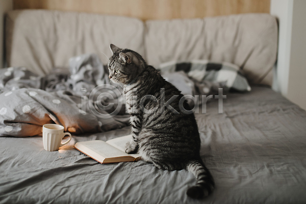 분위기 사람없음 JPG 포토 해외이미지 겨울 고양이 반려묘 베개 앉기 이불 책 침대 침실 컵 한마리