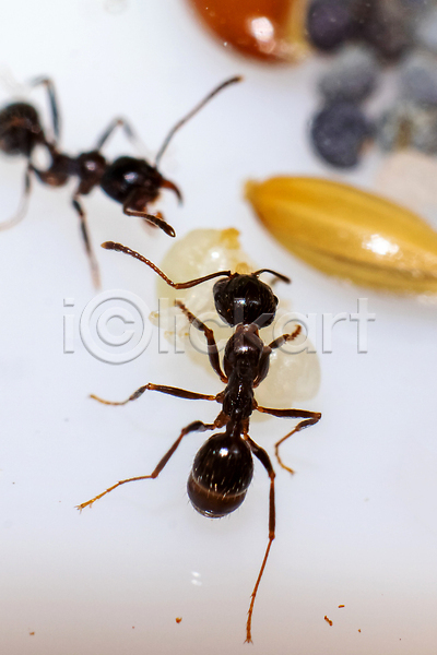 특별함 사람없음 JPG 포토 해외이미지 갈색 개미 동물 묘사 벌레 세로 안테나 알레르기 절지류 큼 해외202310